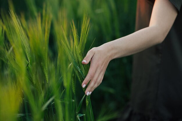 Woman's hand touch green wheat ears