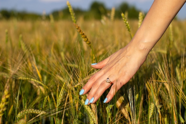 Woman's hand touch young wheat ears at sunset or sunrise.