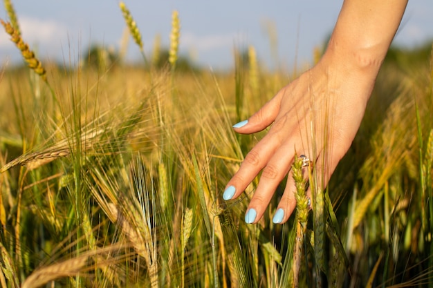 Woman's hand touch young wheat ears at sunset or sunrise.