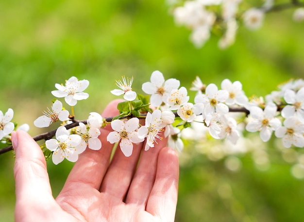 A woman's hand touching blossoming tree branch Spring background Banner Selective focus