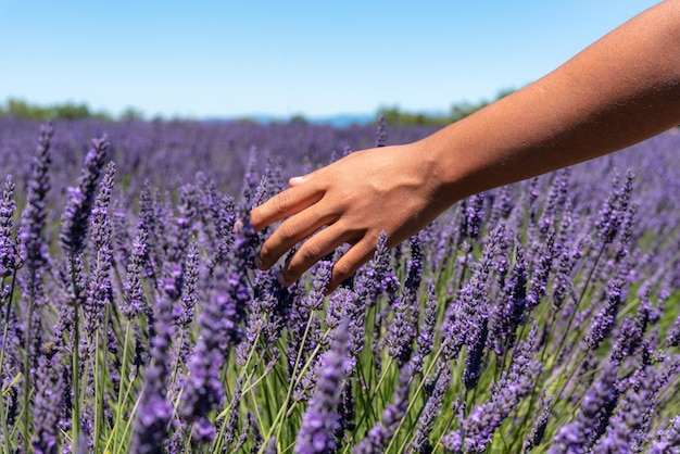 Woman's hand touching lavender flower in a lavender field in Provence FrancexDxA