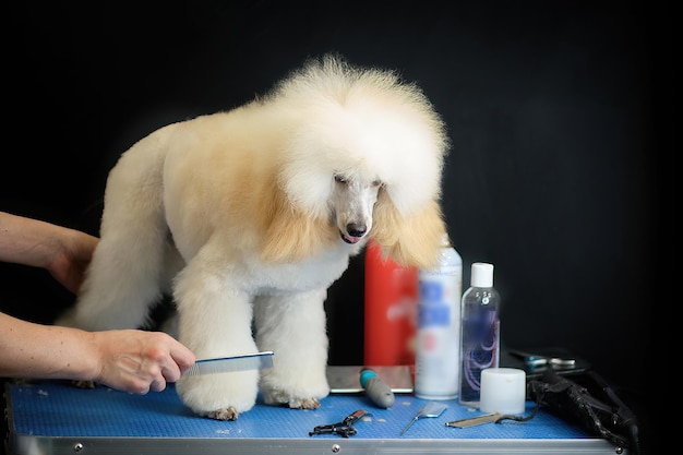 A woman's hand with a comb corrects the coat of a moderncolored poodle on a grooming table