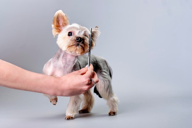 A woman's hand with a comb takes care of a Yorkshire Terrier dog