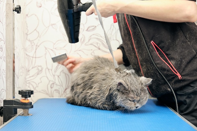 A woman's hand with a hair dryer dries a cat on a grooming table after bathing in an animal salon