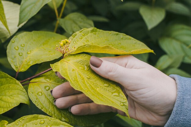 Woman's hand with manicure holds a leaf with raindrops