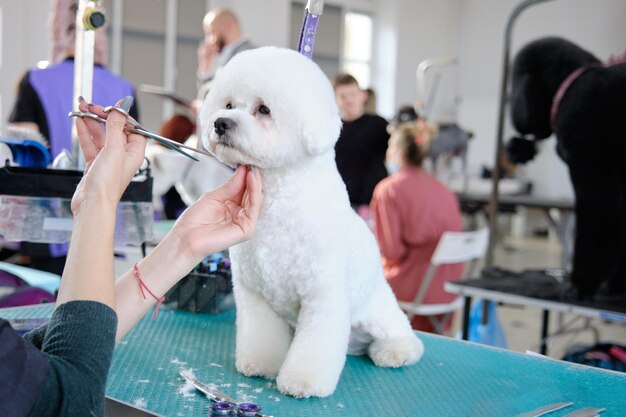 Photo a woman's hand with scissors cuts the muzzle of a bichon frise dog