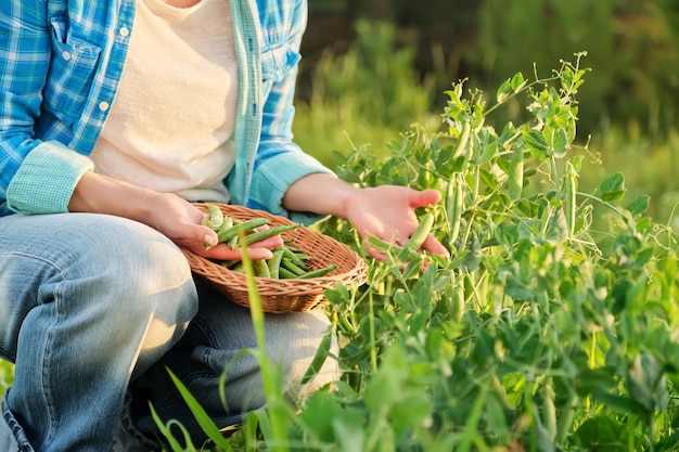 Woman's hands harvesting green pea pods from pea plants in vegetable garden