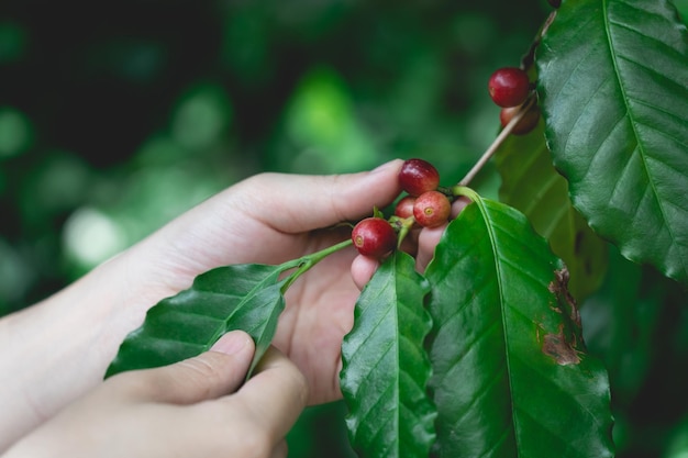 Woman's hands harvesting ripe Red coffee bean berry plant fresh seed coffee tree growth green eco organic farm Red ripe seed robusta arabica berries harvest coffee garden Coffee bean tree concept