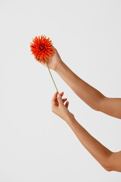 Woman's hands holding beautiful flower