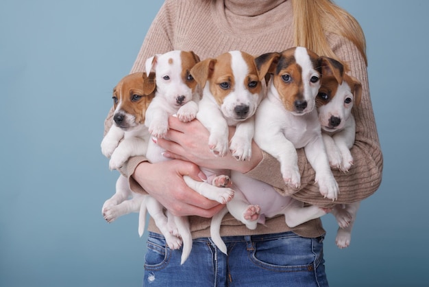 Woman's hands holding little jack russell terrier puppies