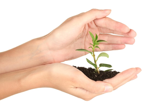 Woman's hands holding a plant growing out of the ground on white background closeup