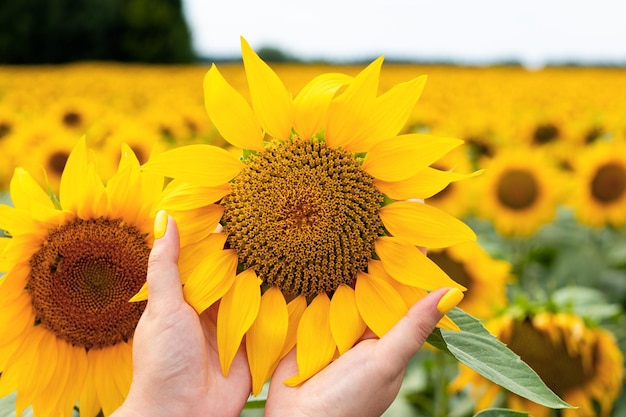 Woman's hands holding sunflower on beautiful sunflower field  Ukrainian nature Selective focus