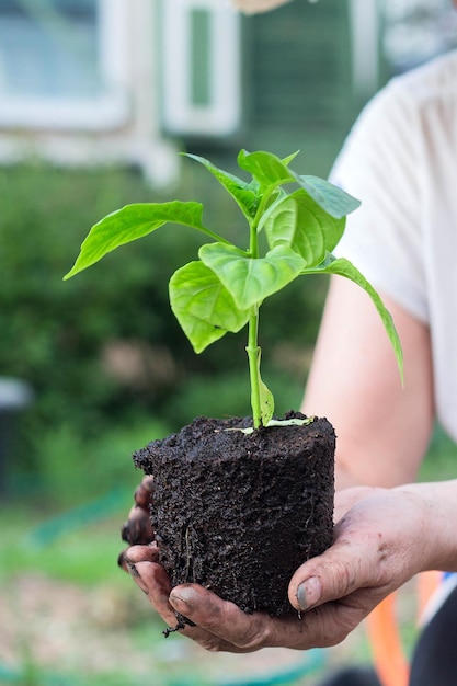 Woman's hands holding young paprika plant with ground