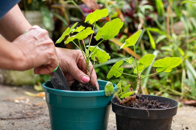 A woman's hands transferring and a plant to a new green pot Concept of gardening at home