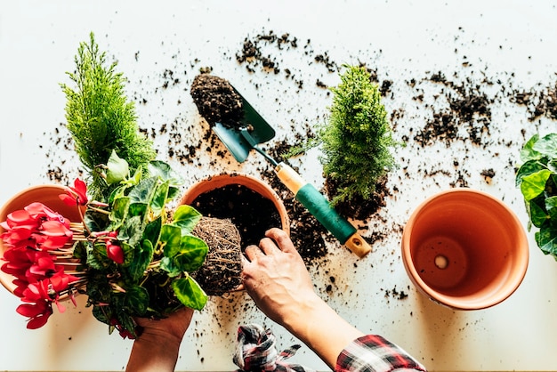 Woman's hands transplanting plant a into a new pot.