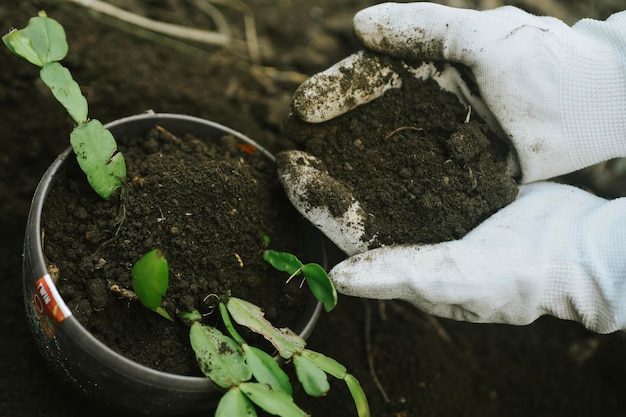 Woman's hands transplanting plant a into a new pot