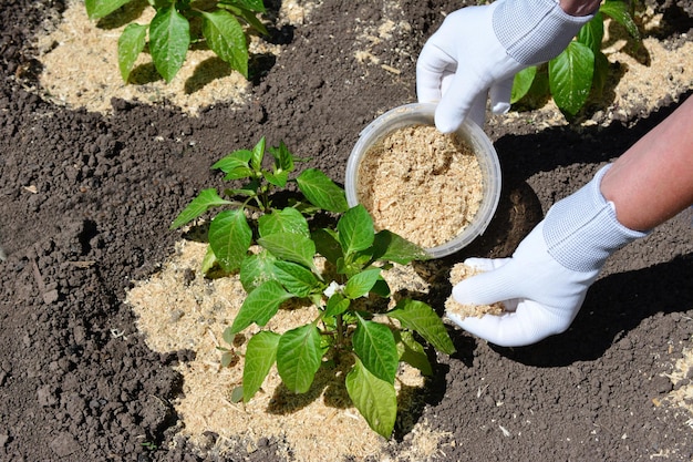 woman's hands in white gloves fertilizing seedlings in the garden