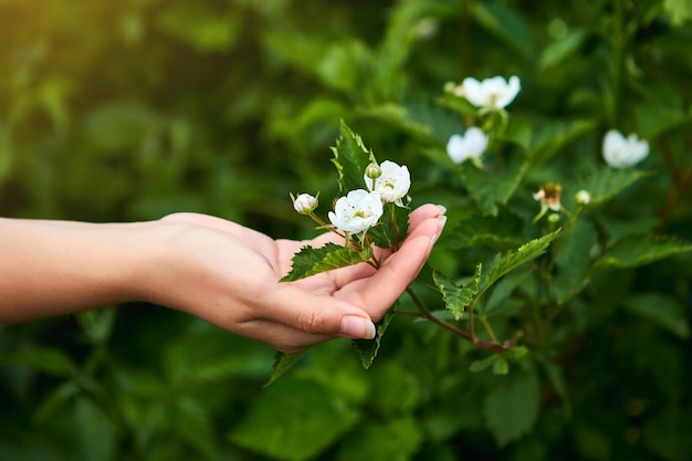 Woman scientist working in fruit garden Biologist inspector examines blackberry bushes