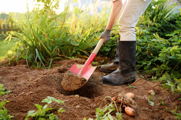 Woman shod in boots digs potatoes in her garden.