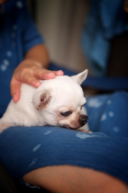 Woman sitting with a chihuahua dog on a chair