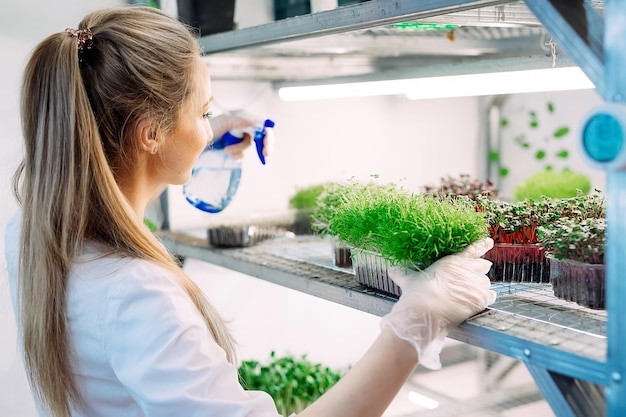 Woman spraying microgreens with water. A small micro-green farm.