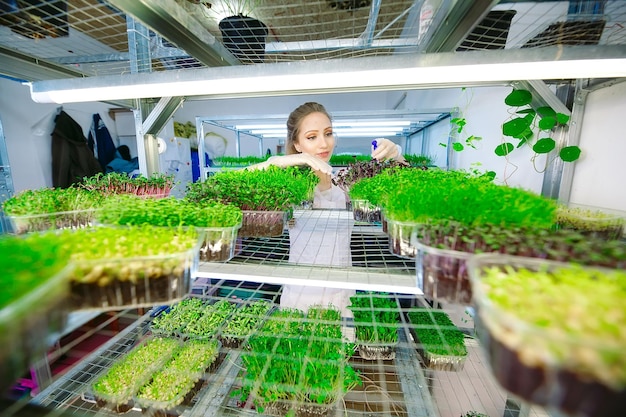 Woman spraying microgreens with water. A small micro-green farm.