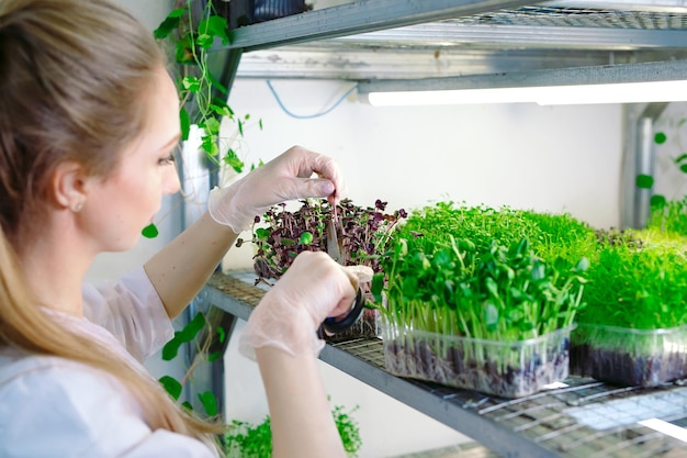 Woman spraying microgreens with water. A small micro-green farm.