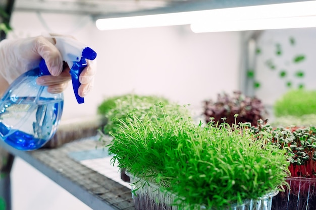 Woman spraying microgreens with water. A small micro-green farm.