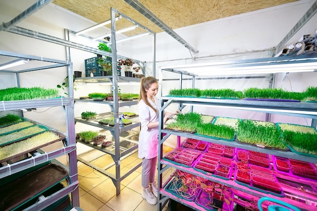 Woman spraying microgreens with water. A small micro-green farm.