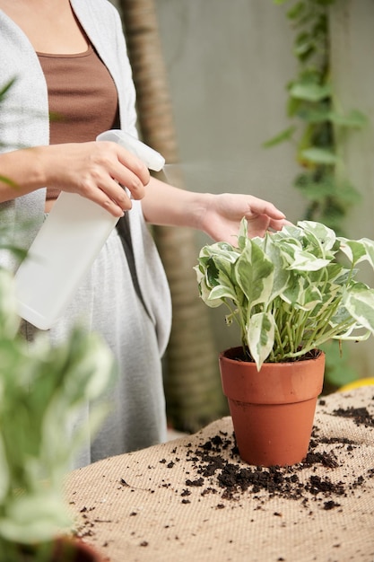 Woman Spraying Potos Plant