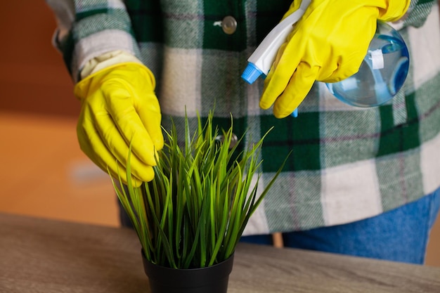 Woman takes care of plants in the workplace in the office.