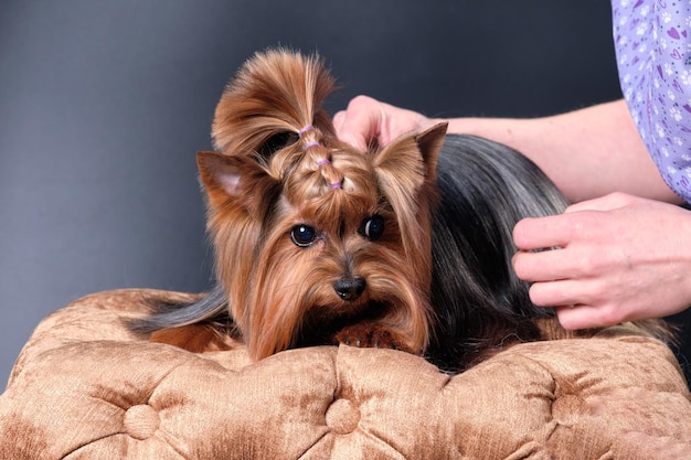 A woman takes care of a Yorkshire terrier