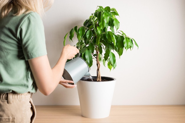 Woman taking care of houseplant and pouring water from watering can