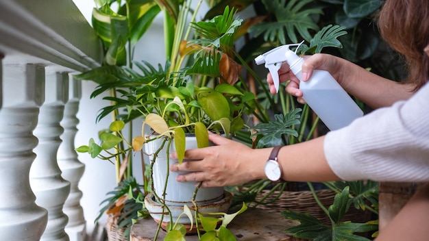 A woman taking care and watering houseplants by spray bottle at home