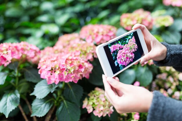 Woman taking photo on Hydrangea