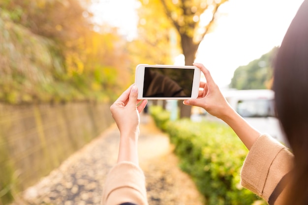 Woman taking photo with cellphone with the beautiful ginkgo tree in autumn