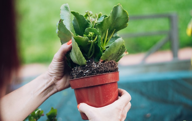 Woman taking a plant out of a pot for transplanting at sunset