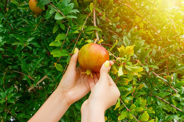 Woman taking a pomegranate fruit from a tree in sunny day