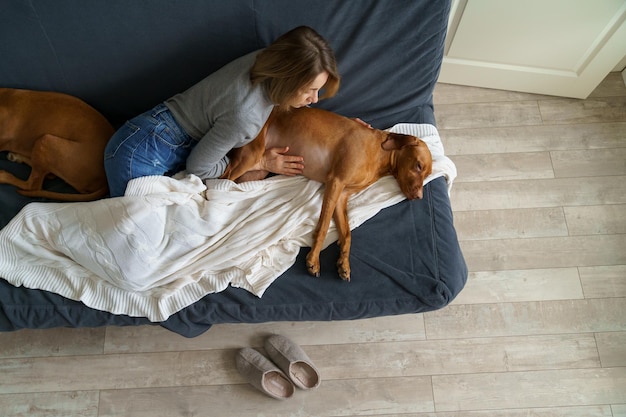 Woman touch dog belly sick vizsla suffer from indigestion food poisoning infection or animal virus