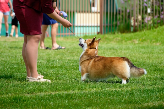 Woman training a corgi dog in the Park