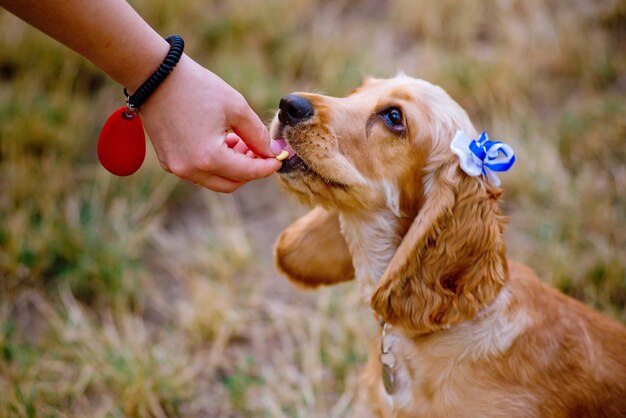 Woman training her little dog, cocker spaniel breed puppy, outdoors, in a park.