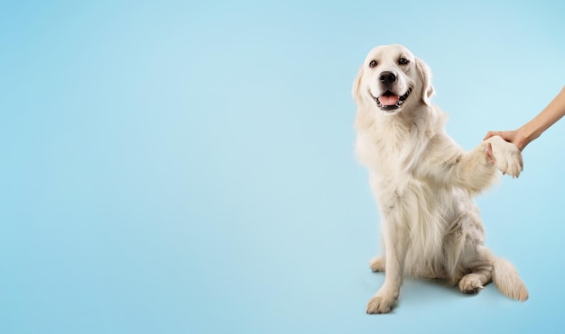 Woman training her smart golden retriever dog to give a paw pet sitting on blue background panorama