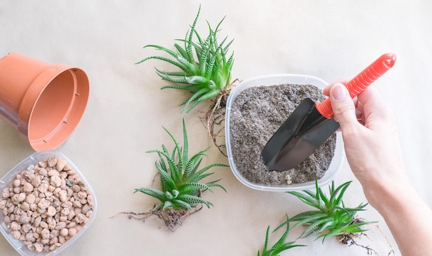 Woman transplanting Haworthia into pot at table top view House plant care