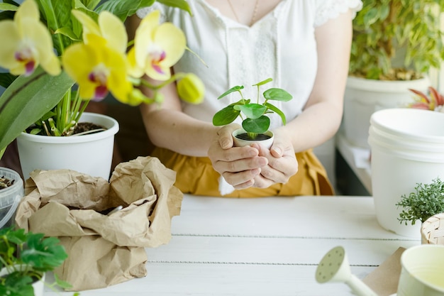 Woman transplants flowers at home Pots with flowering plants earth and watering can on table