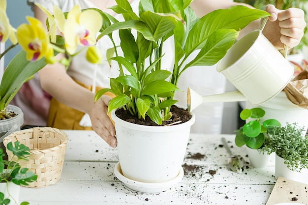 Woman transplants flowers at home and waters them from watering can Pots with flowering plants earth