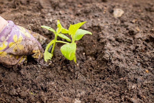 A woman transplants seedlings into a soil preparation and planting of vegetable seedlings in the gre