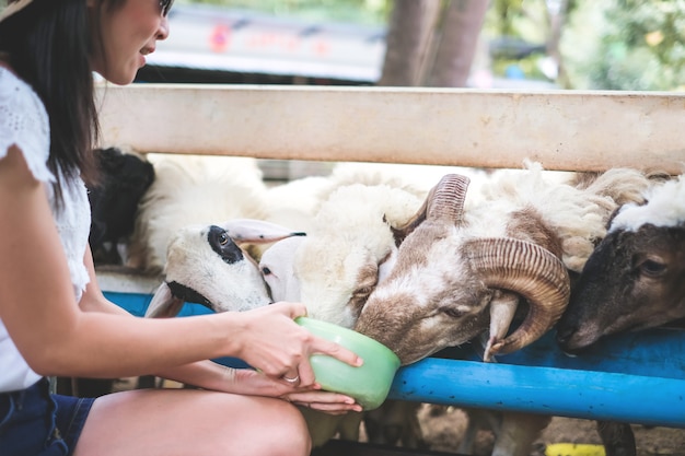 woman traveler give food for sheep in the farm on vacation.