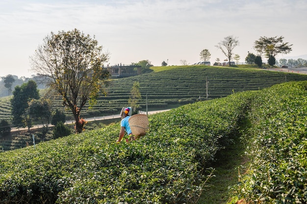 Woman tribal harvesting peak of green tea leaf