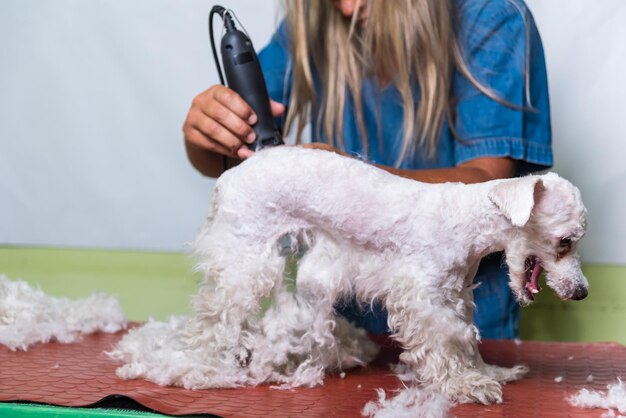 A woman trims a dog's hair with a hair clipper adoption dog groomer