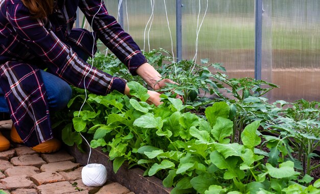 Woman tying up tomato bushes with ropes